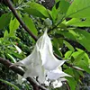Trąbka angielska (Brugmansia arborea)  – 10 sztuk Podgląd zdjęcia produktu 1