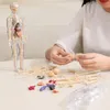A person is assembling a human anatomy model on a table. Anteprima dell’immagine prodotto