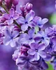 YODEYMA Perfumy Silk Elixir – orientalny zapach dla kobiet Podgląd zdjęcia produktu 4