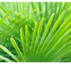 Trendyplants - Trachycarpus Fortuneii - Chinesische Produktbild-Vorschau 3