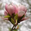 Tulpen-Magnolie Magnolia Soulangiana - Strauch/Baum - Produktbild-Vorschau 5