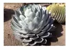 10x Agave parryi subsp. parryi Winterhart Blätter blaugrün Produktbild-Vorschau 5