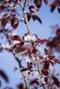 Prunus cerasifera 'Nigra', Blutpflaume, dunkelrot, 100–125 Produktbild-Vorschau 1