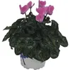 Alpenveilchen Patio Mix FloraSelf Cyclamen persicum Ø 10/11 Produktbild-Vorschau 2