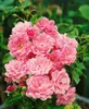 Bodendeckerrose The Fairy C 15- 20 Produktbild-Vorschau 14