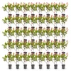 Green boutiQ - 40x Photinia fraseri Little Red Robin - Voir les images du produit 2