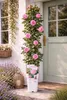 Kletterrose Crazy in Love Pink 50–70 cm – rosa Edelrose, Produktbild-Vorschau 1