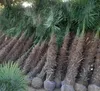 Palme Trachycarpus Fortunei, Chinesische Hanfpalme, Produktbild-Vorschau 10