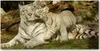 Tulup® Glas-Bild - 100x50 -Wandkunst - Wandbild hinter Produktbild-Vorschau 1