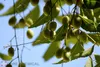 Neem fruits hanging from a tree branch against a clear blue sky. Náhled obrázku produktu