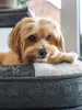 TrendPet LunaLounge hondenbed, grijs (57x45x17 cm) Productafbeelding-voorbeeld 11