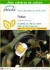 SAFLAX  - Théier - 6 graines - Avec substrat - Camellia Voir les images du produit 1