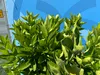 Sunny Tree - Orangenbaum - große 160 Zentimeter - Citrus Produktbild-Vorschau 7