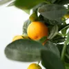 A close-up view of a citrus tree with oranges and leaves. Podgląd zdjęcia produktu