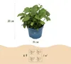 Green boutiQ - Gartenpflanze - Hydrangea Endles Summer The Produktbild-Vorschau 4