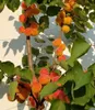 A close-up shot of an apricot tree branch laden with ripe apricots, set against a textured white wall. Produktbild-Vorschau