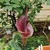 Konjac (Amorphophallus konjac)  – 1 mała bulwa Podgląd zdjęcia produktu 1