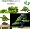 Außergewöhnliche Bonsai Samen mit hoher Keimrate - Pflanzen Produktbild-Vorschau 2
