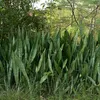 Sansevieria (Dracaena hyacinthoides)  - 5 plants Voir les images du produit 1