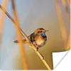 MuchoWow® Poster Vögel - Blaukehlchen - Schilf 75x75 cm - Produktbild-Vorschau 1