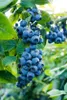 PLANTON B Mehrkomponentendünger für Heidelbeeren und andere Produktbild-Vorschau 11