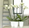 elho brussels Orchidee Hoch 12,5cm Übertopf - weiss Produktbild-Vorschau 6