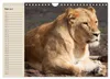 Löwen. Majestätische Kraft (Wandkalender 2027 DIN A4 quer), Produktbild-Vorschau 8
