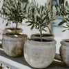 Several potted olive trees are arranged on a wooden surface, with soft lighting. Produktbild-Vorschau