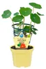 Kapuzinerkresse- Tropaeolum majus - Kräuterpflanze im 12cm Produktbild-Vorschau 1