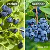 Heidelbeerdünger - Mineraldünger für Heidelbeeren – 3 Kg Produktbild-Vorschau 3