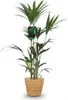 Howea Forsteriana (palmier Kentia) - Grande plante Voir les images du produit 1