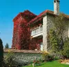 Parthenocissus tricuspidata 'Veitchii', Wilder Wein, 40–60 Produktbild-Vorschau 9
