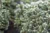 Picea glauca 'Echiniformis', Zwergfichte, kompakt, 20–25 cm Produktbild-Vorschau 2