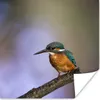 MuchoWow® Poster Eisvogel-Fotodruck 50x50 cm - Produktbild-Vorschau 1