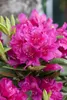 Rhododendron Hybr. 'Dr H. C. Dresselhuys', czerwony, 70-80 Podgląd zdjęcia produktu 2