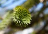 Araucaria araucana, Andentanne, 40–50 cm Produktbild-Vorschau 2