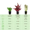 Pflanzen Set mit 3 Mittelgrund Topf Aquarium Wasserpflanzen Produktbild-Vorschau 2
