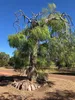 Madagaskarský strom fantom (Moringa drouhardii)  – 3 semena Náhled obrázku produktu 3