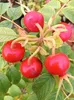 Rosa selvatica Rosa Rugosa alba profumata rosa mela bianca Anteprima dell’immagine prodotto 3
