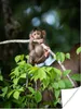 MuchoWow® Poster Junger Affe hängt an einem Ast 30x40 cm - Produktbild-Vorschau 1