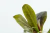 Aquarium Pflanze Echinodorus 'Reni' Tropica 072D TC In Produktbild-Vorschau 4