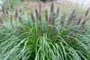 Stauden Gänge 10 x Pennisetum alopecuroides 'Black Beauty' Produktbild-Vorschau 2