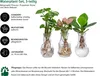 Dehner Waterplant Set, Wasserpflanzen in Vasen, 3-teilig, Produktbild-Vorschau 2