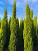 A row of tall, slender cypress trees in pots against a bright blue sky. Podgląd zdjęcia produktu