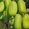 Actinidia Jumbo femmina 2L Anteprima dell’immagine prodotto 3