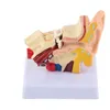 Ear Model,Anatomy Model,Ear Model Anatomy,Human Anatomy Voir les images du produit 6