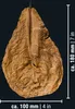 Dennerle Catappa Leaves - Seemandelbaumblätter, natüliche Produktbild-Vorschau 6