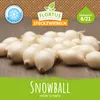 Artikelbild 2 von 'Wintersteckzwiebel Snowball' aus der Kategorie Wintersteckzwiebeln Produktbild-Vorschau