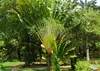 SAFLAX - Baum des Reisenden - Ravenala madagascariensis - 8 Produktbild-Vorschau 6
