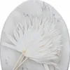 Palmsonne Getrocknete - (Palm Sun) - Gebleicht Produktbild-Vorschau 3